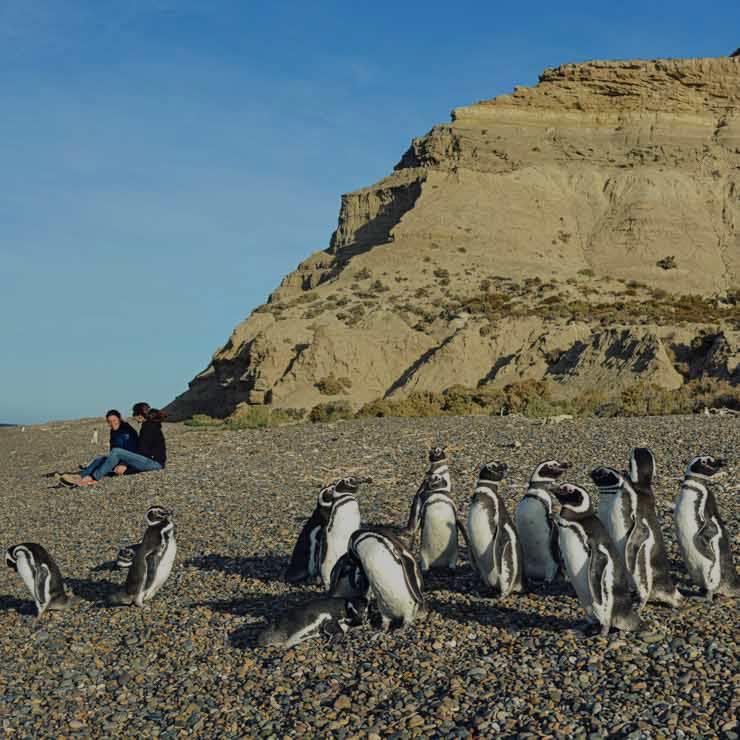 beagle-channel-penguins