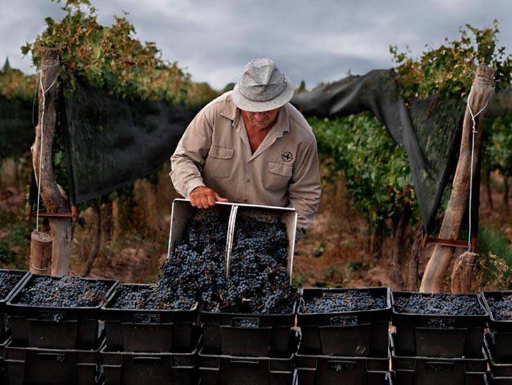 Lujan de Cuyo Wine Tour