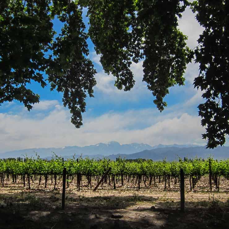 maipu-wine-mendoza