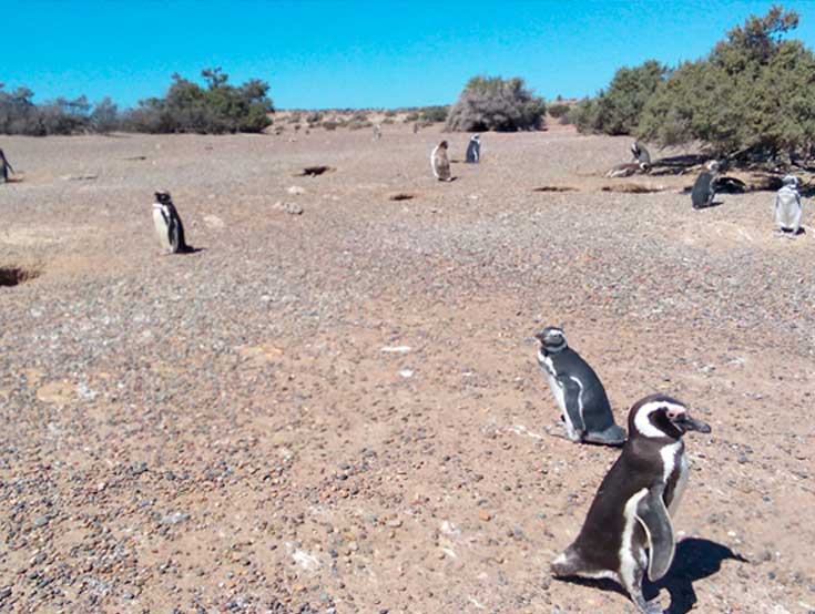 Punta Tombo