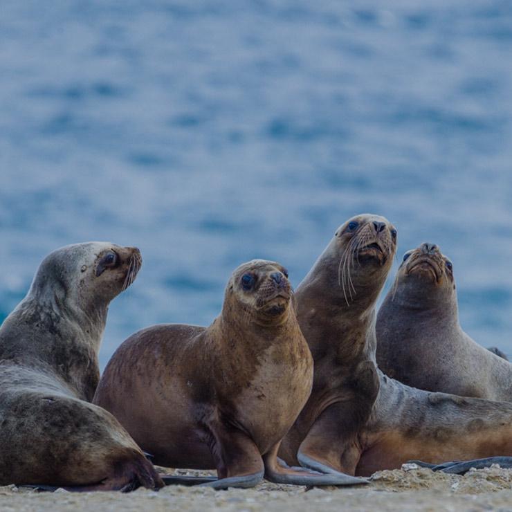 snorkeling-with-sea-lions-puerto-madryn