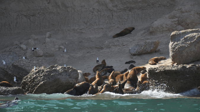 Tirar a melhor experiência de sentir de perto a fauna marinha da Patagônia argentina