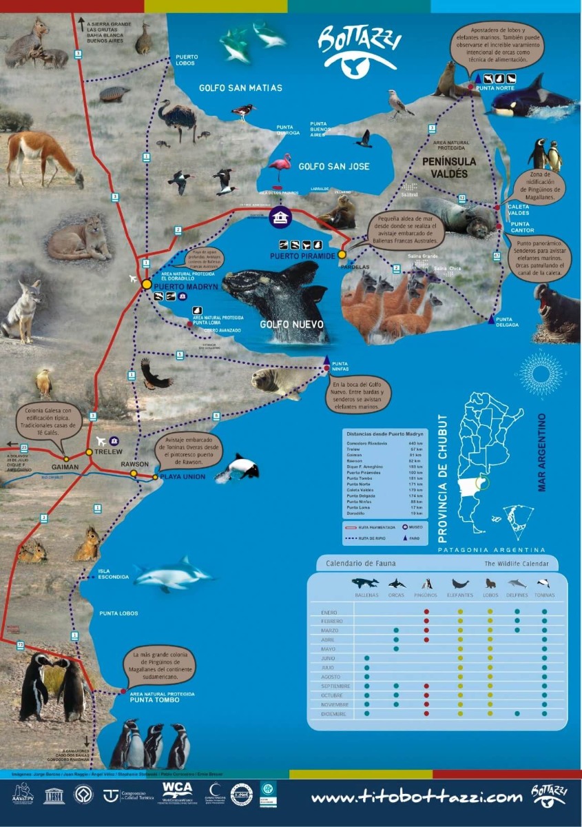 Conheça a rota de Puerto Madryn até a Península Valdés.