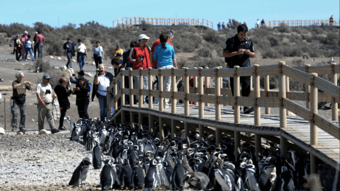 Pasa un día inolvidable cerca de los animalitos más amados de la Patagonia Argentina, ¡los Pingüinos de Magallanes!