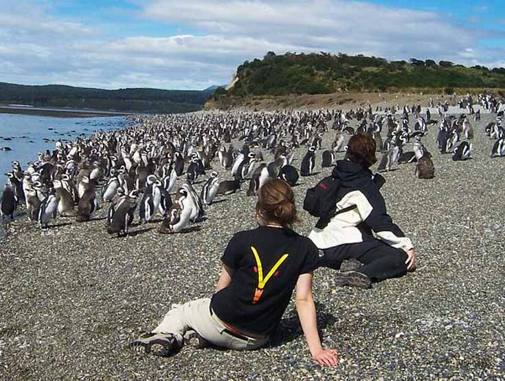 Walk with Penguins Martillo Island