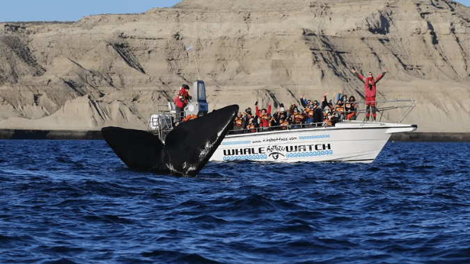 Make the most of your sailing from Puerto Madryn to Península Valdés with an incredible whale watching tour. 
