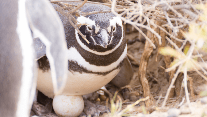 With the tour to Punta Tombo you will be able to see Magellanic Penguin chicks.