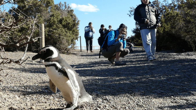 Learn about and admire the Magellanic Penguins up close.